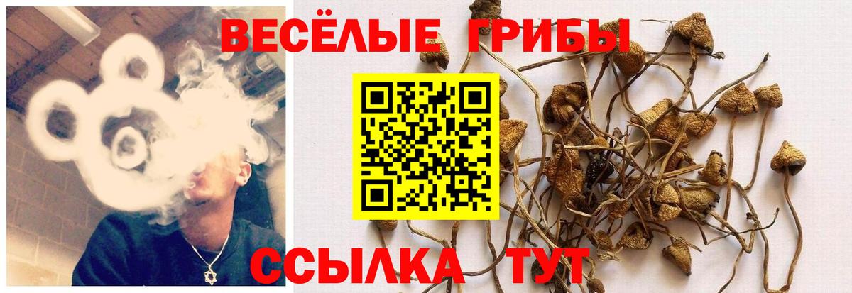 Псилоцибиновые грибы Psilocybine cubensis Псков